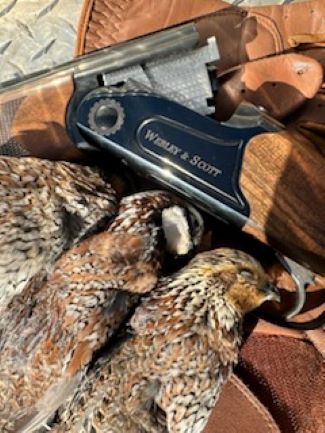 An All-Wild Quail Hunt at Guitar Ranch in Spur, Texas 7 A few of the quail taken with the Webley & Scott Combo over/under.