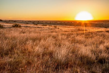 An All-Wild Quail Hunt at Guitar Ranch in Spur, Texas 10 Some of the prime Texas quail habitat at Guitar Ranch.