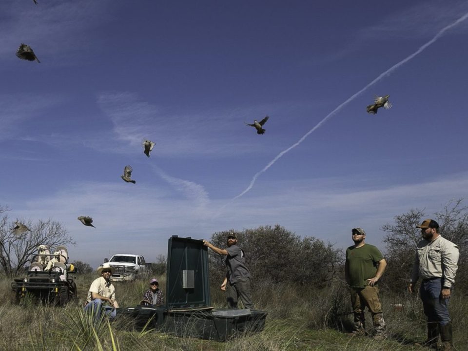 The Quail Coalition is a Hunter’s Behind-the-Scenes Rainmaker 