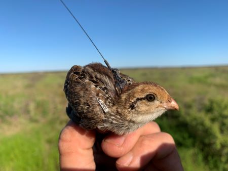 A bobwhite quail chick wearing a VFH tracking transmitter.