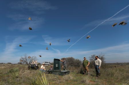 The Rolling Plains Quail Research Ranch in Texas releasing quail.