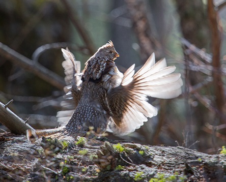 Ruffed Grouse Society/American Woodcock Society Receive Grant to Improve 28,600 Acres of Habitat in the Northeast 3 RGS 1