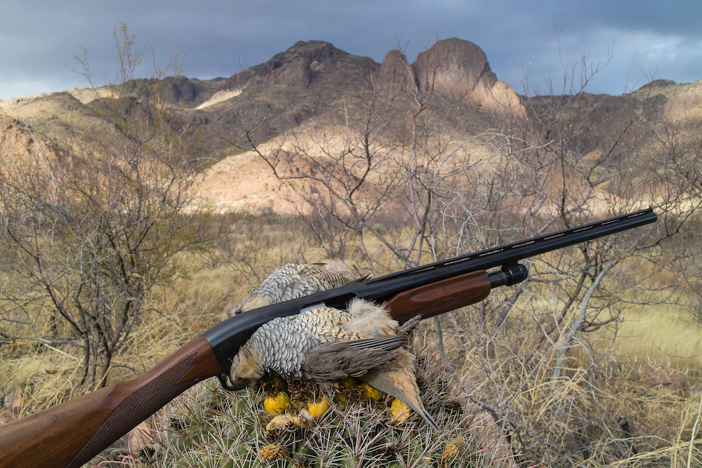 Scalies Over a Barrel (Cactus) 1 Scalies Over a Barrel