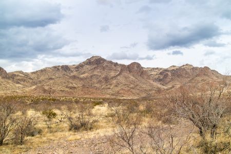 Scalies Over a Barrel (Cactus) 5 Classic New Mexico scaled-quail habitat.