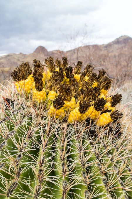 Scalies Over a Barrel (Cactus) 6 The fearsome barrel cactus.