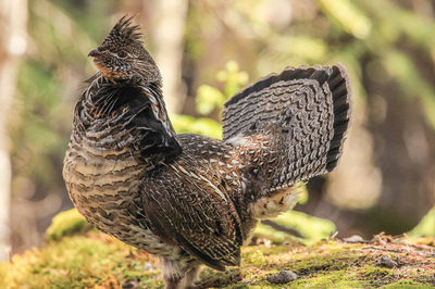 Ruffed Grouse Society/American Woodcock Society Receive Grant to Improve 28,600 Acres of Habitat in the Northeast 1 RGS PR