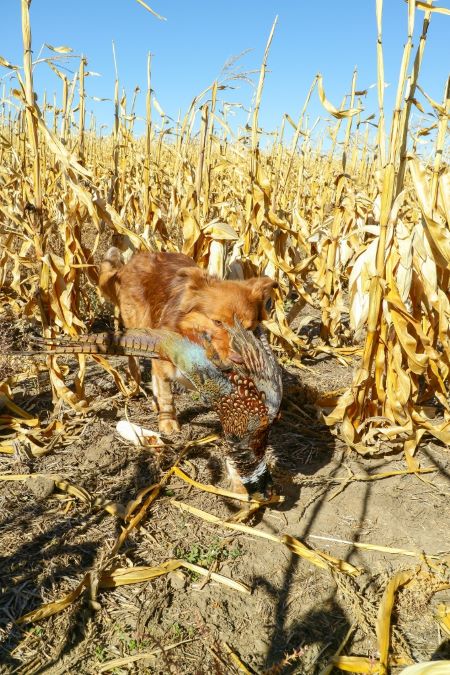 How One Man in the Field Figured Out How to Block for His Dogs 1 How One Man in the Field Figured Out How to Block for His Dogs