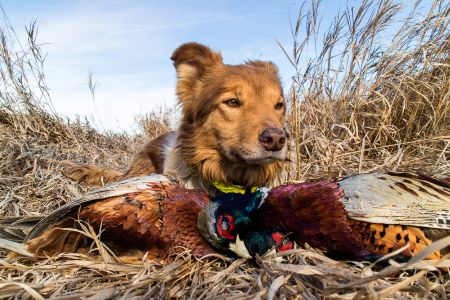 How One Man in the Field Figured Out How to Block for His Dogs 4 How One Man in the Field Figured Out How to Block for His Dogs