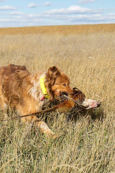 How One Man in the Field Figured Out How to Block for His Dogs 6 How One Man in the Field Figured Out How to Block for His Dogs