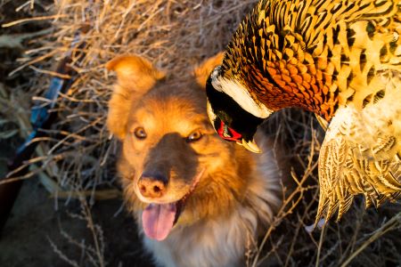 How One Man in the Field Figured Out How to Block for His Dogs 7 How One Man in the Field Figured Out How to Block for His Dogs