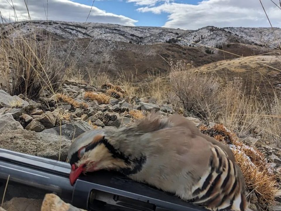 Chukar Hunting Without a Dog