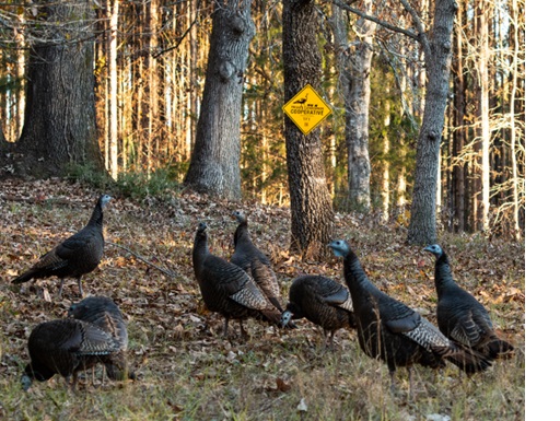 LandTrust and Turkeys For Tomorrow Announce Partnership to Support Wild Turkey Recovery on Private Lands 1 Turkeys