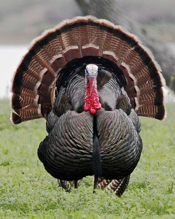 Ducks Unlimited Announces New Volunteer Leadership 6 turkey