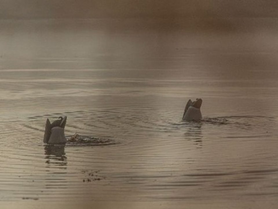 Avian-X’s Expanded Power Butt Kicker Motion Decoy Assortment, Including Three New Species, Now Available