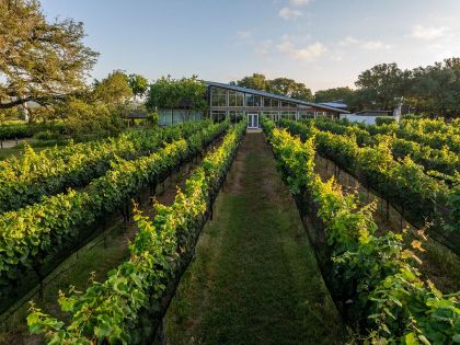 William Chris Vineyards.
