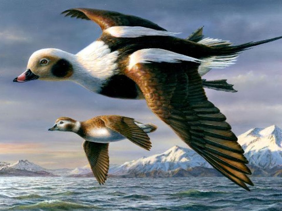 2026 Federal Duck Stamp Winner Announced During Annual National Contest at Ducks Unlimited Headquarters