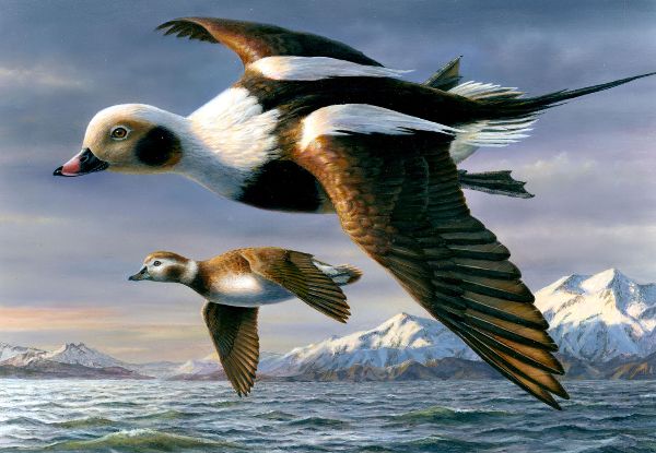 2026 Federal Duck Stamp Winner Announced During Annual National Contest at Ducks Unlimited Headquarters 1 Duck stamp