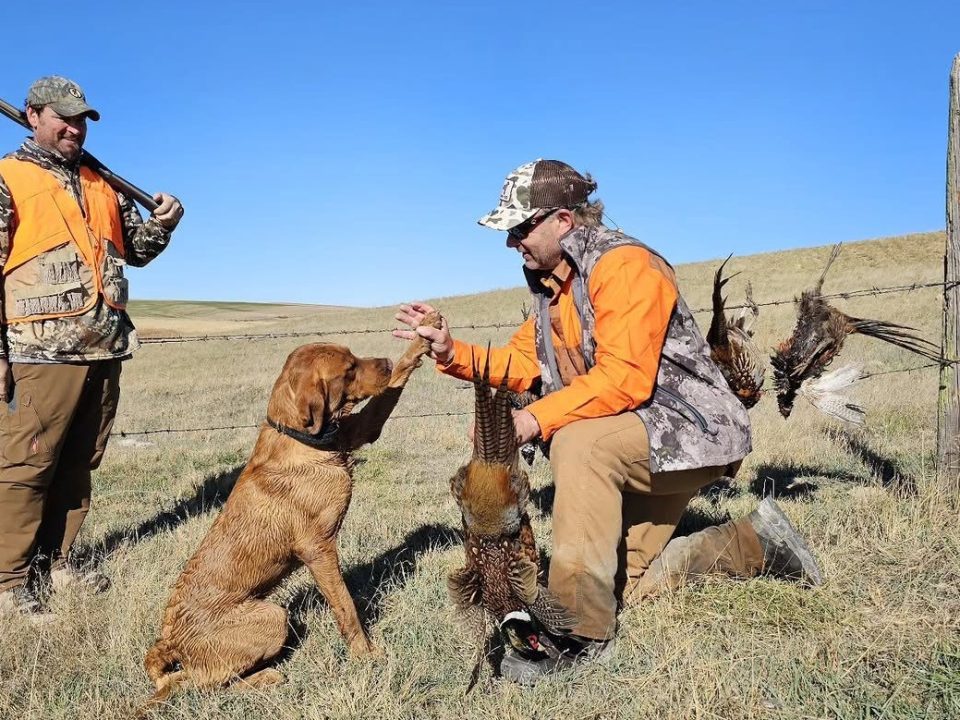 Hacking the Ringneck: Tactical Tips for Outsmarting Public Lands Pheasants