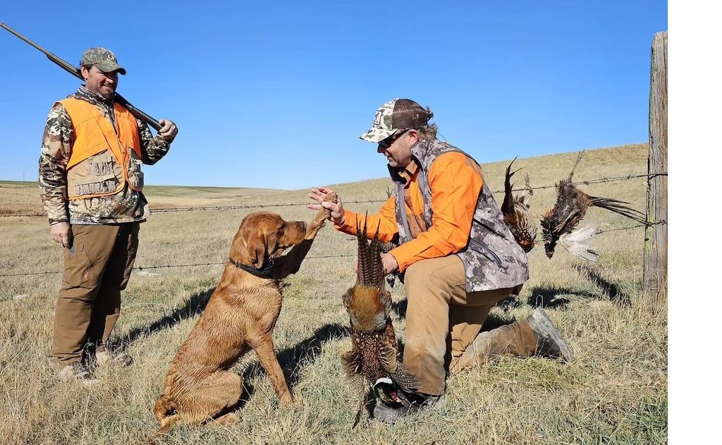 Hacking the Ringneck: Tactical Tips for Outsmarting Public Lands Pheasants 2 Retay ringneck